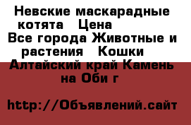 Невские маскарадные котята › Цена ­ 20 000 - Все города Животные и растения » Кошки   . Алтайский край,Камень-на-Оби г.